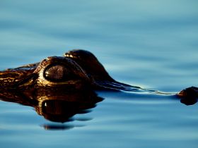 A close-up shot of a turtle's head emerging from the water, showcasing its intricate patterns and serene environment — a beautiful moment in nature.