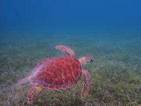 A stunning underwater shot of a sea turtle gracefully swimming through seagrass, showcasing the beauty of marine wildlife.