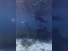 A mesmerizing underwater scene featuring dolphins swimming gracefully among seagrass — a captivating glimpse into marine wildlife encounters.