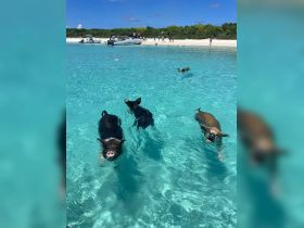 A group of pigs swims in the crystal-clear waters, showcasing a unique wildlife experience in the Bahamas — a must-see for animal lovers and adventure seekers.