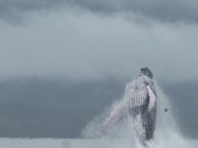 whale jumping