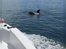 dolphins