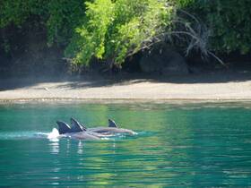 A serene moment capturing dolphins swimming gracefully in clear waters, showcasing the beauty of marine wildlife.
