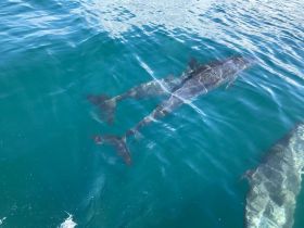 a pair of dolphins