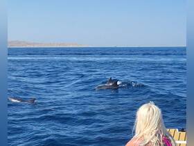 A stunning encounter with dolphins swimming alongside a boat, showcasing the beauty of marine wildlife in their natural habitat.