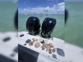 A collection of beautiful seashells displayed on the deck of a boat, showcasing the treasures found during a day on the water.
