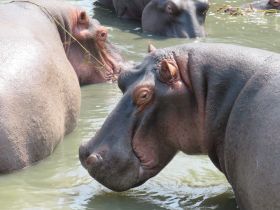 A close-up view of hippos relaxing in the water, showcasing their unique features and natural habitat — a fascinating glimpse into wildlife.