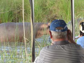Guests observe a hippo in its natural habitat while on a boat tour, showcasing a unique wildlife encounter in the wild.
