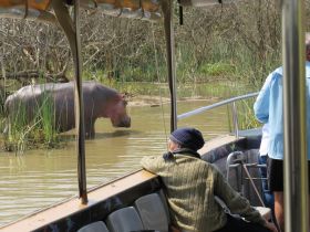 A close encounter with a hippo in its natural habitat, as passengers observe from a boat — a thrilling wildlife experience.