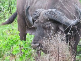 A close-up of a buffalo grazing in a lush green environment, showcasing the majestic features of this wildlife species.
