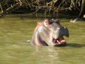 A close-up of a hippo emerging from the water, showcasing its large mouth and distinctive features — a captivating moment in wildlife observation.