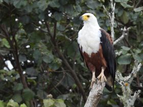 A majestic eagle perches on a branch, showcasing its striking features and vibrant plumage — a stunning example of wildlife in its natural habitat.
