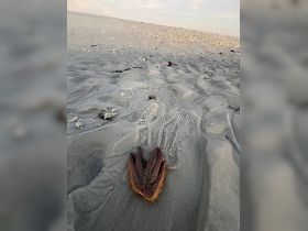 A close-up view of a starfish resting on the sandy beach, showcasing the unique textures and colors of this marine creature.