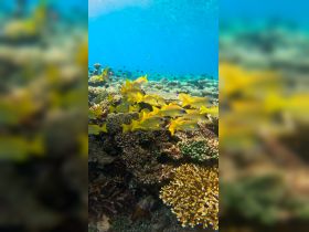 A vibrant underwater scene showcasing a school of yellow fish swimming among colorful coral reefs, perfect for marine life enthusiasts and snorkeling adventures.