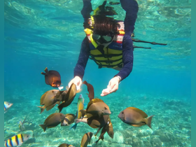A snorkeler feeds a school of colorful fish in crystal-clear waters, showcasing a vibrant underwater wildlife experience.