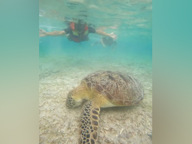 A stunning underwater scene featuring a sea turtle with snorkelers nearby, showcasing the beauty of marine wildlife encounters in crystal-clear waters.