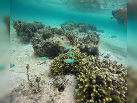 A vibrant underwater scene showcasing colorful fish swimming among coral formations, perfect for snorkeling enthusiasts exploring marine life.