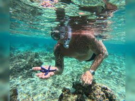 A snorkeler interacts with a vibrant blue starfish in crystal-clear waters, showcasing the beauty of marine life and underwater exploration.