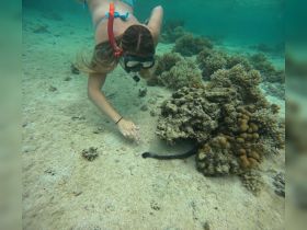 A snorkeler interacts with a sea creature near vibrant coral reefs, showcasing the beauty of underwater wildlife and marine exploration.