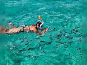 A snorkeler explores vibrant underwater life in crystal-clear waters, surrounded by schools of colorful fish — a perfect adventure for marine enthusiasts.