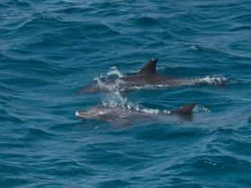 A captivating view of dolphins swimming gracefully in the ocean, showcasing the beauty of marine wildlife in their natural habitat.