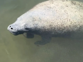 A close-up view of a manatee swimming gracefully in shallow waters, showcasing the beauty of this gentle marine mammal.
