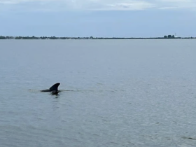 A dolphin gracefully surfaces in calm waters, showcasing the beauty of marine wildlife in its natural habitat.