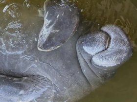 A close-up view of a manatee swimming in calm waters, showcasing the gentle nature of these fascinating marine mammals.