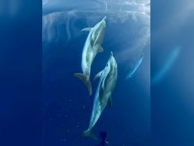 A stunning underwater view of dolphins swimming gracefully in the deep blue sea, showcasing the beauty of marine wildlife.
