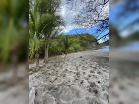 A serene view of a sandy beach surrounded by lush greenery, perfect for nature lovers and beachgoers seeking tranquility.