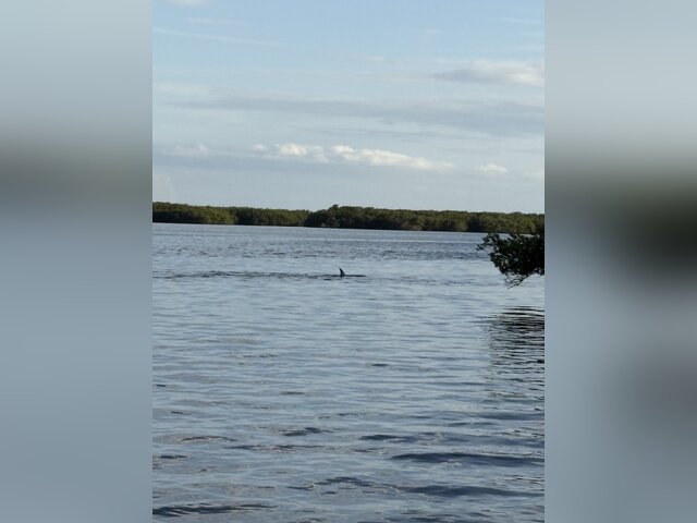 Listing image 1133756