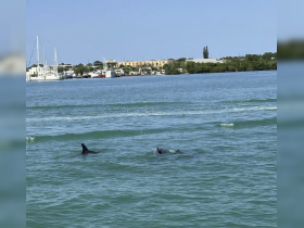 Two dolphins swim gracefully in the clear waters, showcasing the beauty of marine wildlife in their natural habitat.