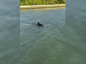 A dolphin gracefully swims through clear waters, showcasing the beauty of marine wildlife in its natural habitat.