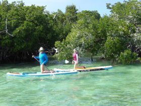 Two individuals paddleboard through a serene mangrove setting, showcasing the beauty of water activities in nature.