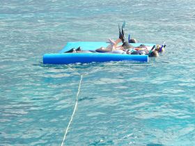 A group of friends enjoys a fun day on a floating mat in crystal-clear waters, perfect for snorkeling and relaxation under the sun.