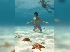 A snorkeler interacts with vibrant starfish in crystal-clear waters, showcasing the beauty of marine life during an underwater adventure.