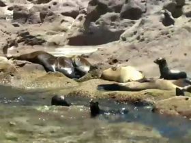 A group of seals basking on rocky shores, showcasing the beauty of marine wildlife in their natural habitat.