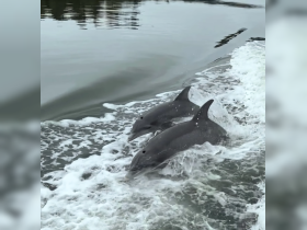 Two dolphins swim playfully in the wake of a boat, showcasing the beauty of marine wildlife in their natural habitat.