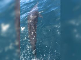 A close-up shot of a shark swimming in clear blue waters, showcasing the beauty of marine wildlife encounters.