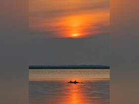 Two dolphins swim gracefully in the shimmering waters at sunset, creating a picturesque wildlife moment perfect for nature lovers.