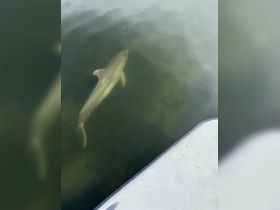 A dolphin gracefully swims beneath the surface, showcasing the beauty of marine wildlife in its natural habitat.