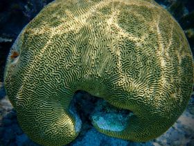 A stunning close-up of a brain coral showcasing its intricate patterns, highlighting the beauty of underwater ecosystems.