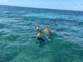 A group of snorkelers enjoys a vibrant underwater experience in clear waters, showcasing the excitement of marine exploration.