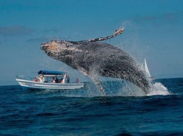 Punta Mita Fly Fishing