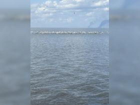 A flock of birds gathers on the water's surface, showcasing the beauty of wildlife in a serene aquatic environment.