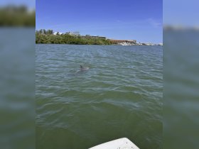 A dolphin swims gracefully in the clear waters, showcasing the beauty of marine wildlife in its natural habitat.