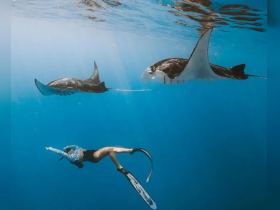 A snorkeler interacts with majestic stingrays underwater, showcasing a thrilling wildlife experience in the ocean.