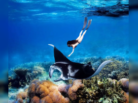 A stunning underwater scene featuring a swimmer interacting with a majestic stingray amidst vibrant coral reefs — a breathtaking wildlife encounter in the ocean.