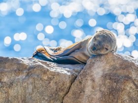 A serene close-up of a seal resting on a rock, surrounded by shimmering blue waters — a beautiful moment in wildlife observation.