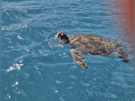 Charter Image